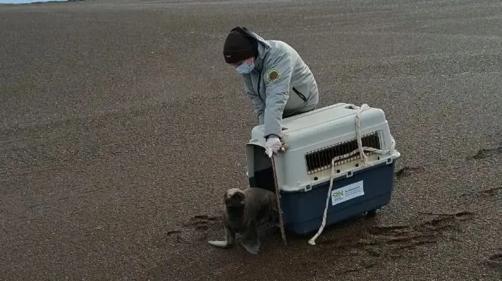 El operativo concluyó con la liberación del lobo marino en su hábitat natural. Foto gentileza