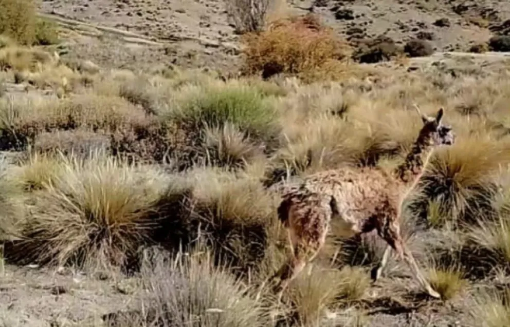 El operativo se inició a partir del aviso de balseros de Villa Llanquín. Foto gentileza 
