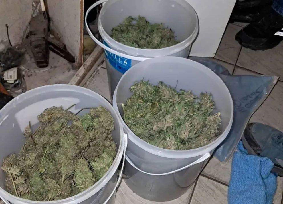 Marihuana secuestrada en los allanamientos.