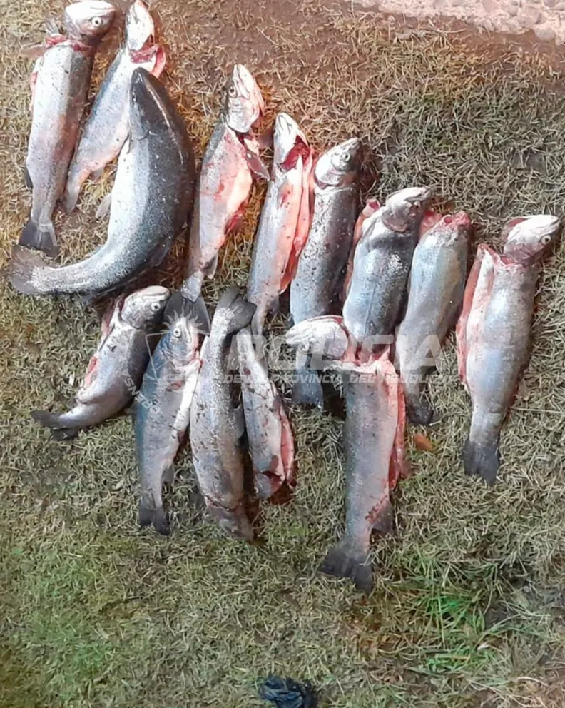 Las autoridades detectaron diversas irregularidades vinculadas al incumplimiento de la normativa de pesca vigente. Foto gentileza