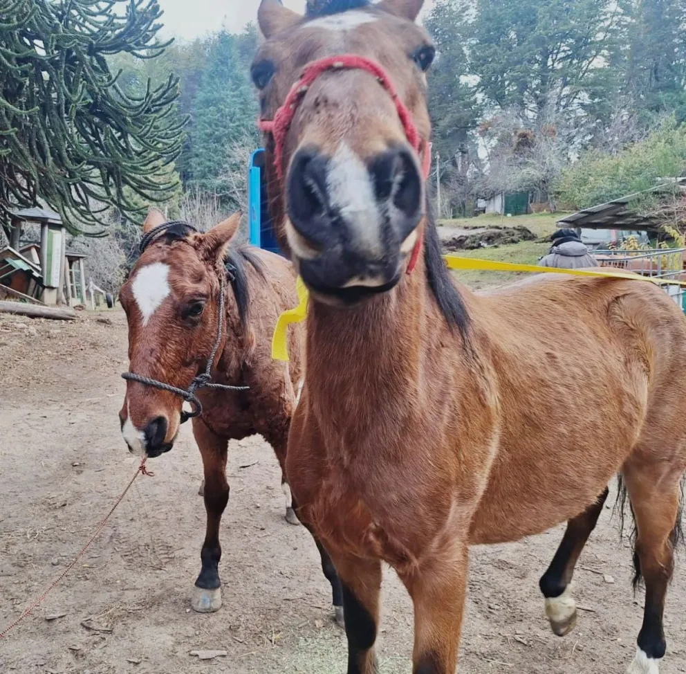 Los propietarios de los animales pueden comunicarse con el área de Sanidad Animal para reclamarlos.