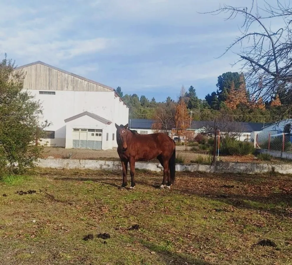 Una yegua fue encontrada deambulando sin supervisión en una zona de intenso tránsito vehicular. Foto: Municipalidad de Bariloche.