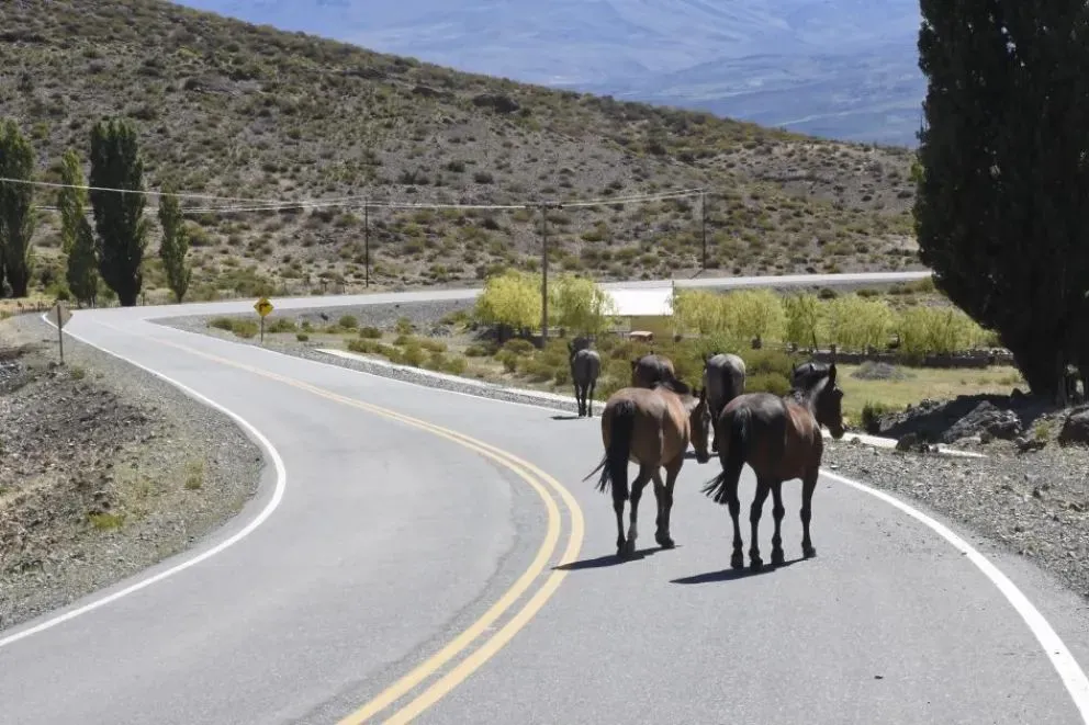 Desde el Gobierno neuquino recordaron que la presencia de animales sueltos en rutas pone en riesgo la vida de las personas. Fotos: gobierno de Neuquén. 