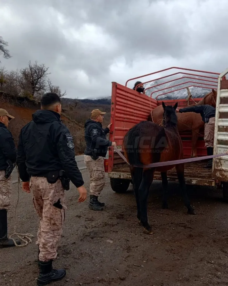 Importante operativo para prevenir accidentes por animales sueltos. Foto gentileza. 