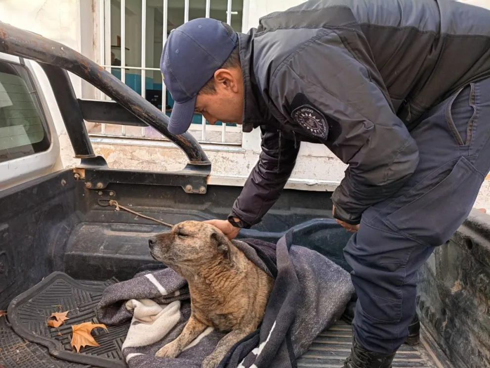 El animal fue rescatado por la Policía de Río Negro.