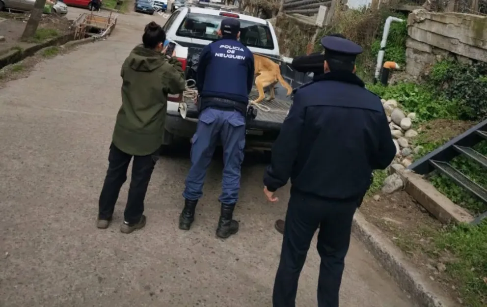 La actuación se inició a partir de una denuncia radicada por una vecina de la ciudad. Foto gentileza