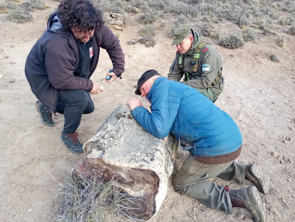 El hallazgo se realizó en una zona rural de Pilcaniyeu, a unos 80 kilómetros de Bariloche. Fotos: Gobierno de Río Negro.