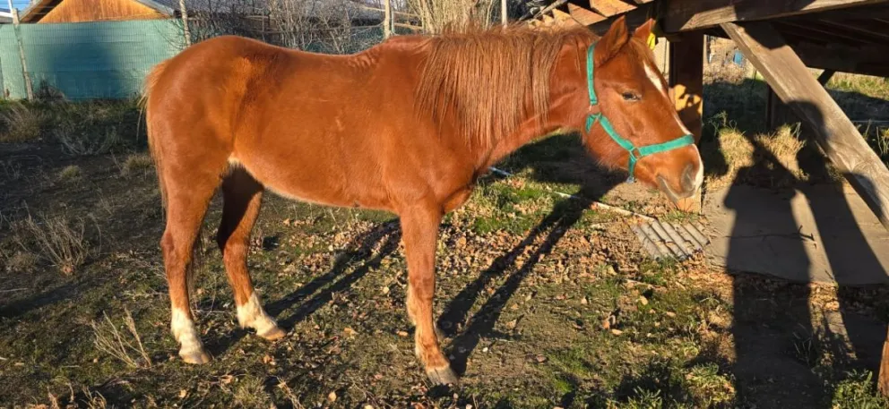 La presencia de caballos sueltos es una problemática que se repite de manera constante. Foto gentileza