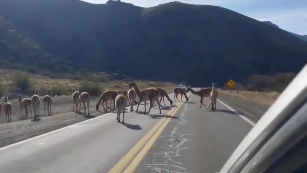 Las manadas de guanacos suelen concentrarse durante la mañana en la zona del Anfiteatro del río Limay o en Valle Encantado.