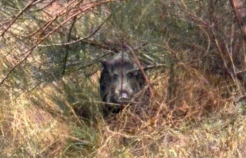 Esta vez el animal estaba frente a las viviendas. Foto gentileza