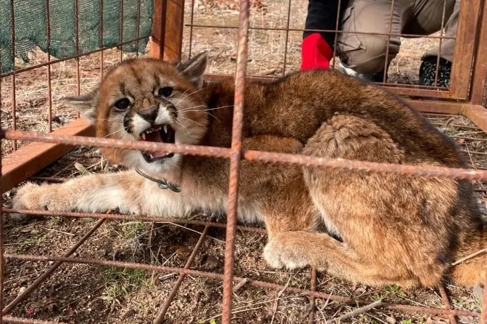 Puma reubicado.