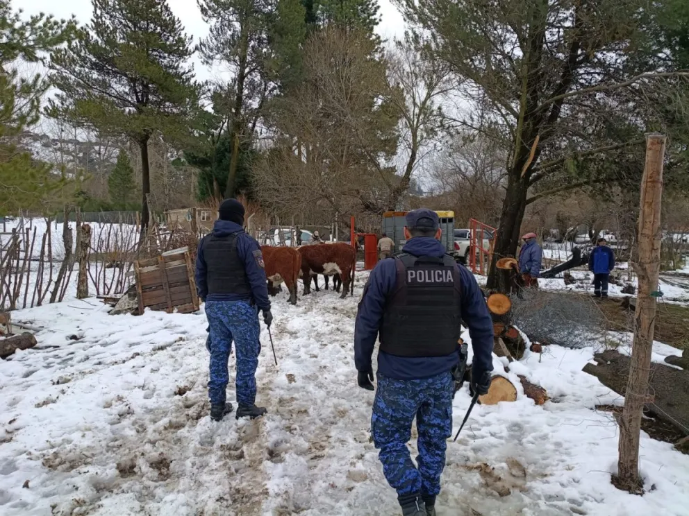 El allanamiento permitió recuperar a los animales robados y restituirlos a su propietario. Foto: Policía de Río Negro.