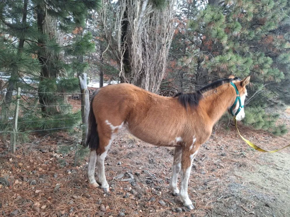 Los equinos se encontraban sueltos en la vía pública en la zona de Ñirihuau. Fotos: Municipalidad de Bariloche.