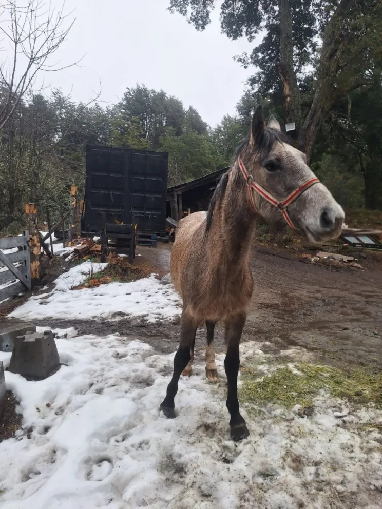 La actual gestión municipal ha incorporado herramientas clave como un tráiler para el traslado de animales Y la creación de un espacio de resguardo en el Parque Municipal Llao Llao.