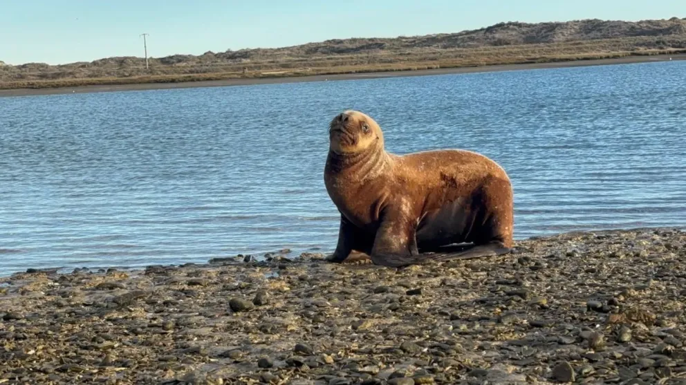 El lobo marino se encontraba en una zona de médanos. Fotos: Gobierno de Río Negro.