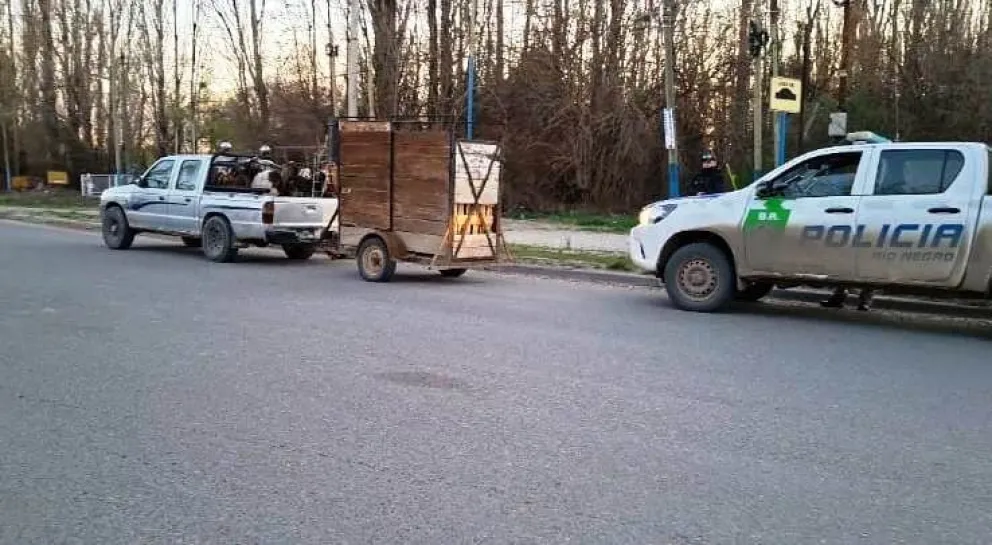 Los animales fueron trasladados en calidad de secuestro a las instalaciones de la Sociedad Rural. Foto: Policía de Río Negro.