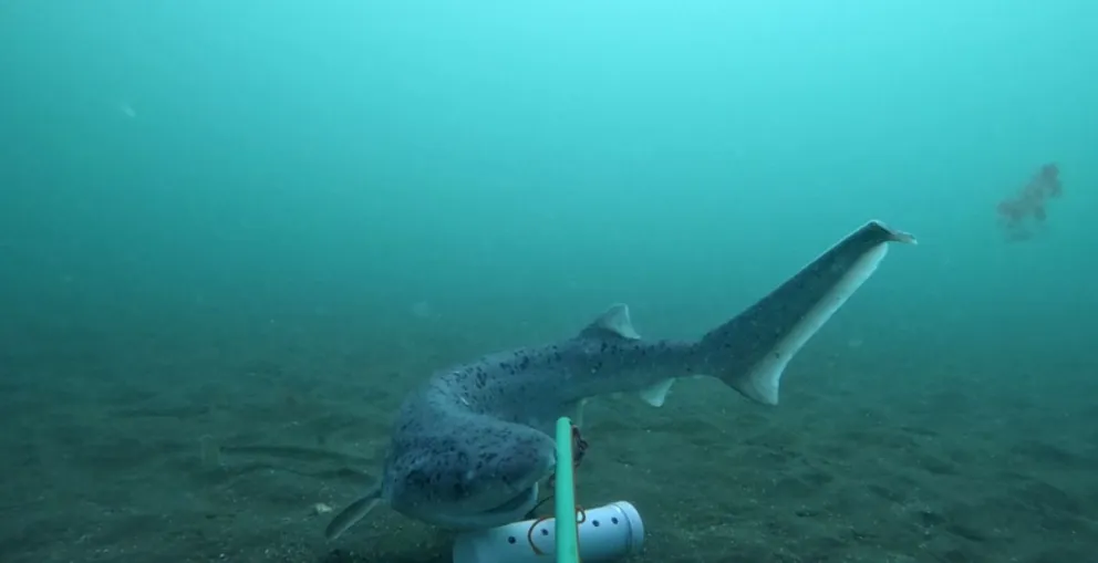 Río Negro continúa con el estudio de la fauna marina de sus costas. Fotos: Gobierno de Río Negro.
