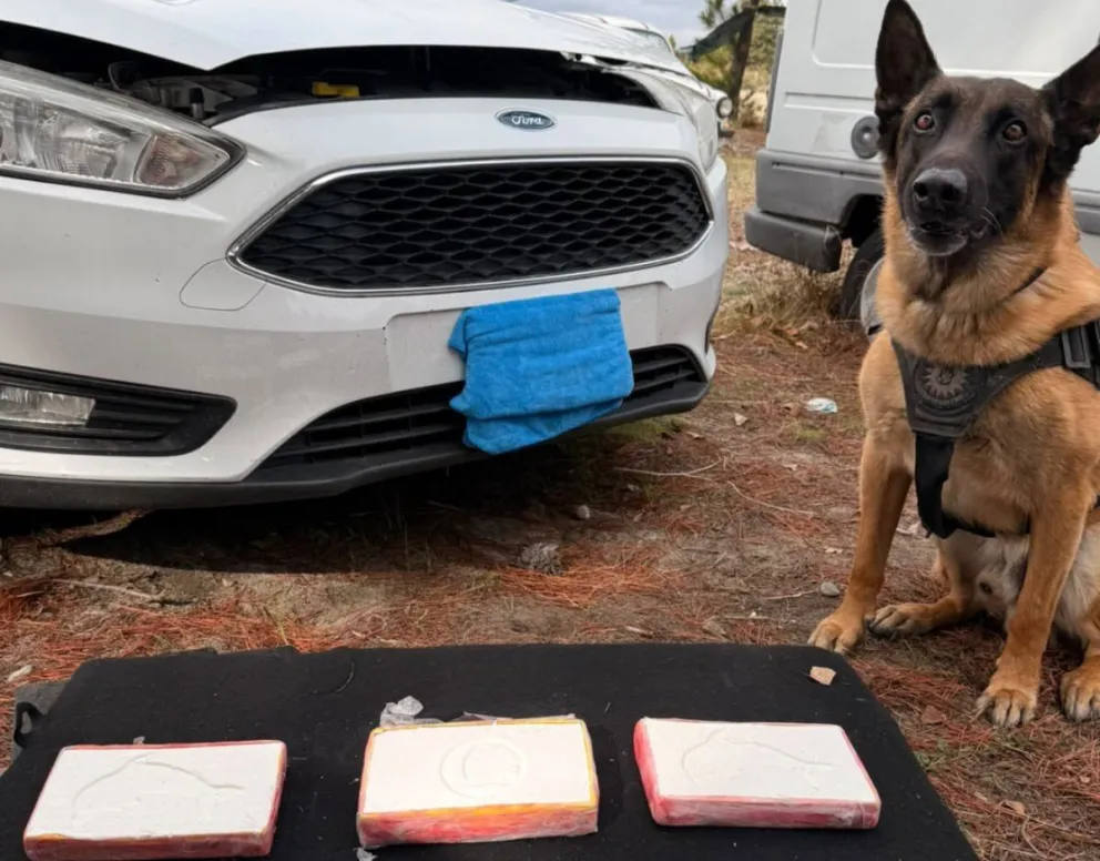 El operativo lleva 13 de meses de investigación. Foto gentileza
