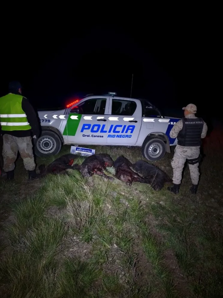 Se labraron las actas correspondientes y se dispuso el decomiso de los cuatro animales. Foto: Policía de Río Negro.
