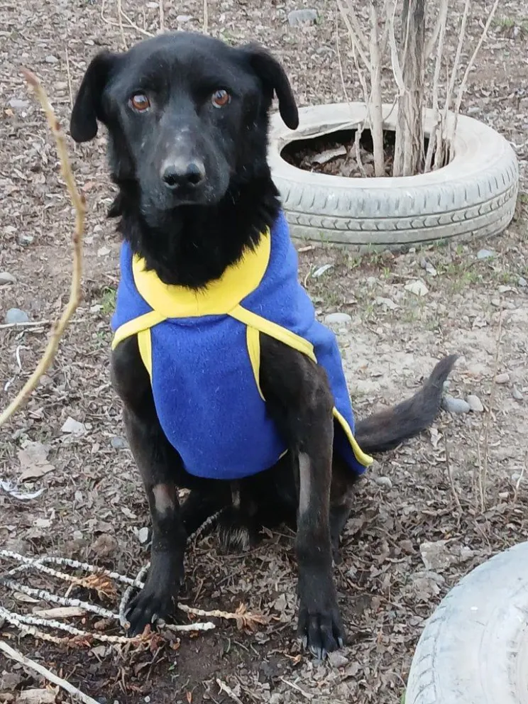 Importante campaña de adopción de mascotas.