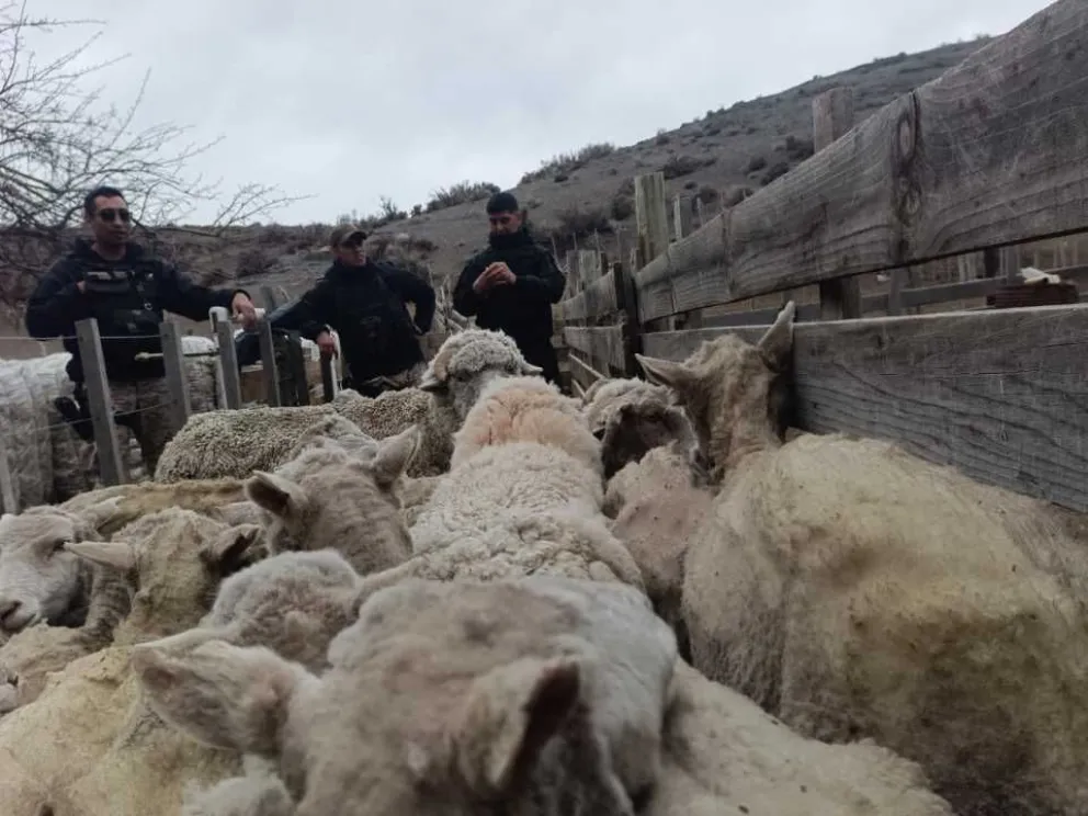 La hipótesis principal apunta a una posible red de faena clandestina. Foto: Ministerio Público Chubut. 