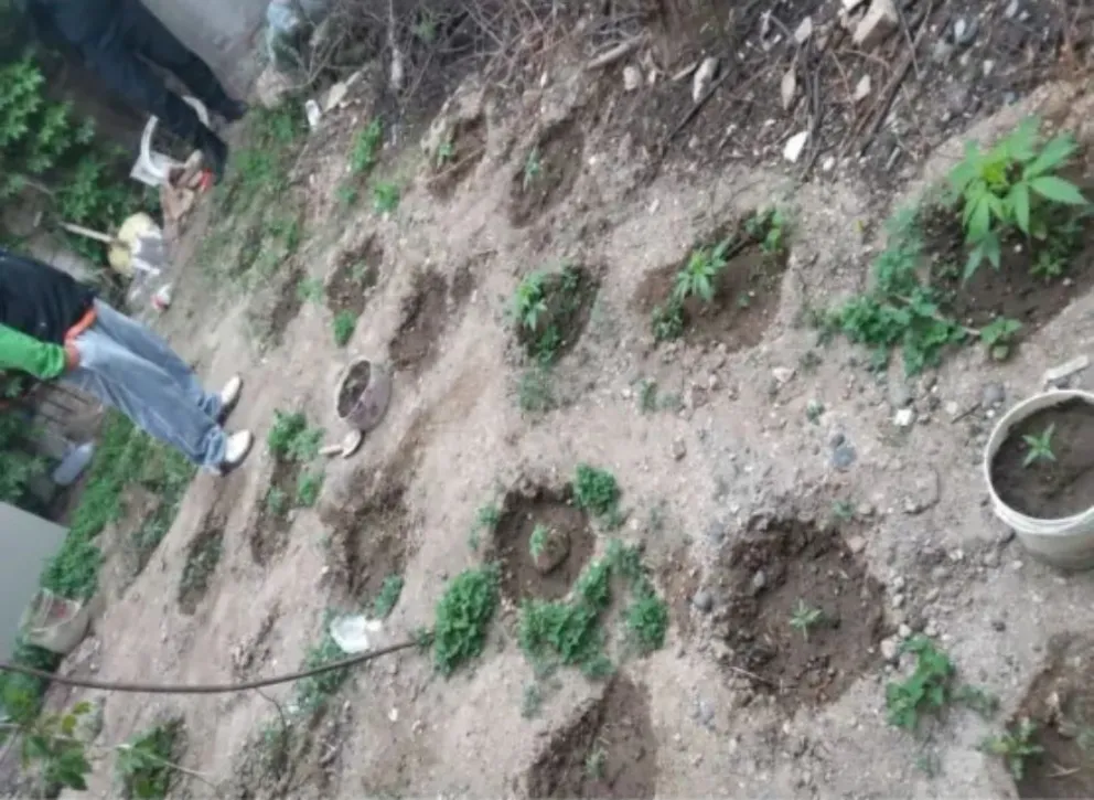 Plantas encontradas en la vivienda.