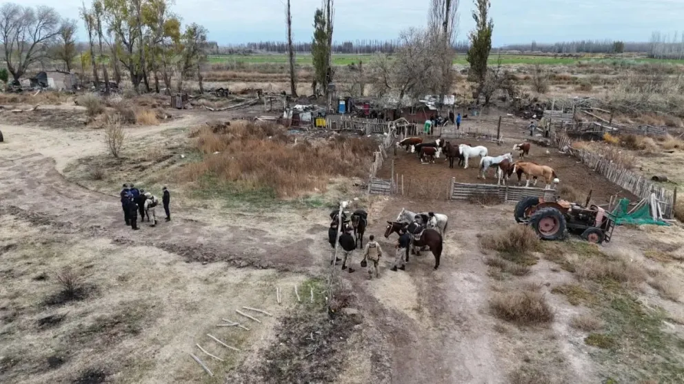 Aseguran que los robos y faena clandestina de animal está relacionado con la venta ilegal de carne en la región.