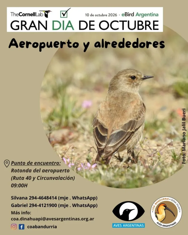10 de Octubre, Una oportunidad de descubrir más sobre las aves que nos rodean.