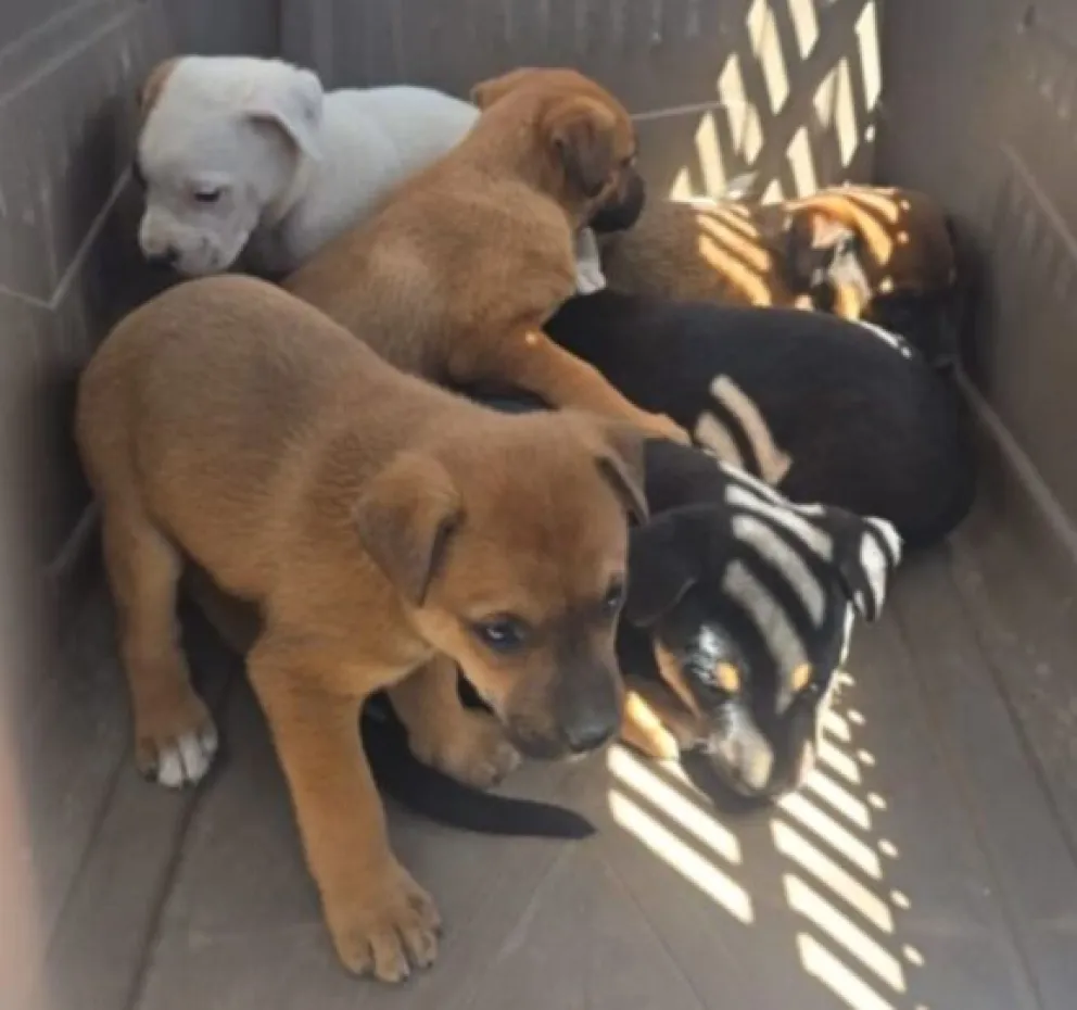 Una de las primeras tareas consiste en capturar de manera segura a las camadas de cachorros detectadas en el lugar. Fotos gentileza