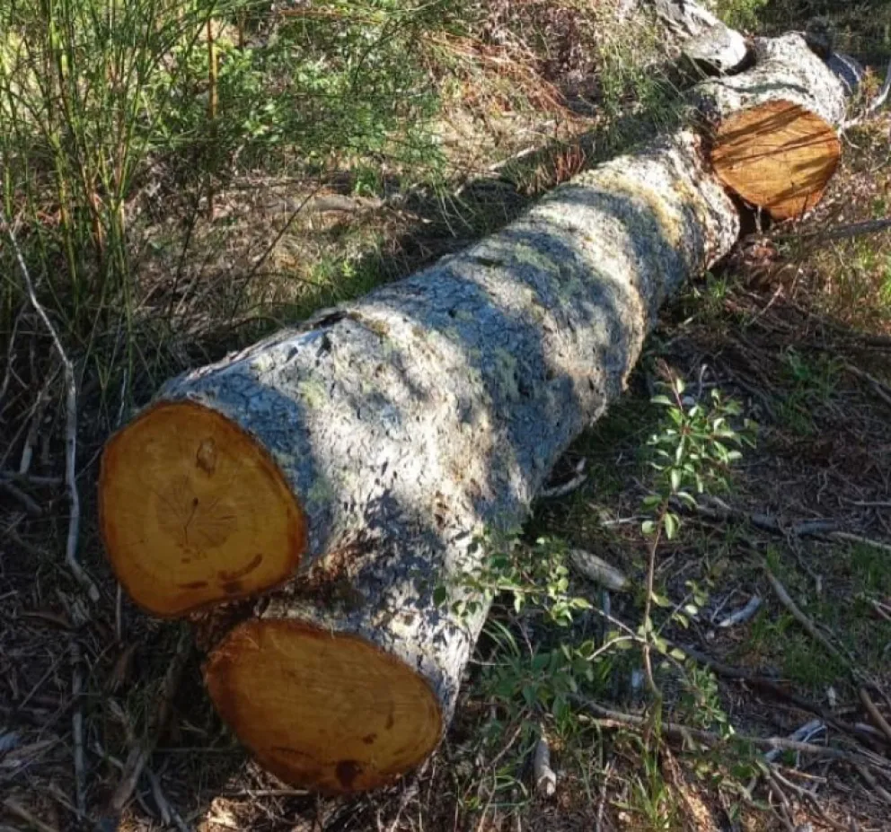 Las nuevas imágenes demuestran que continúan cortando arboles en el sector. Fotos gentileza 